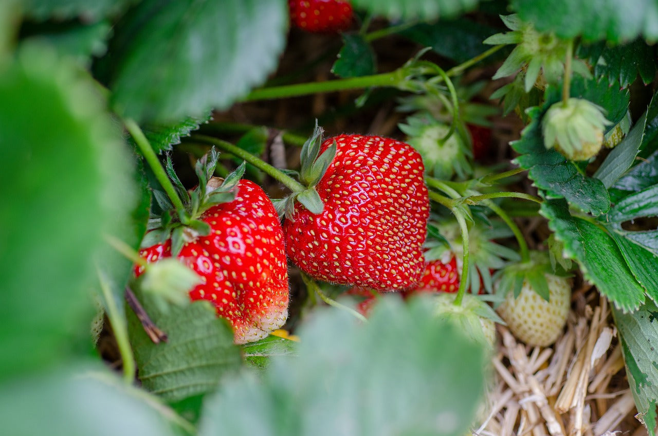 FRUITS PLANTS