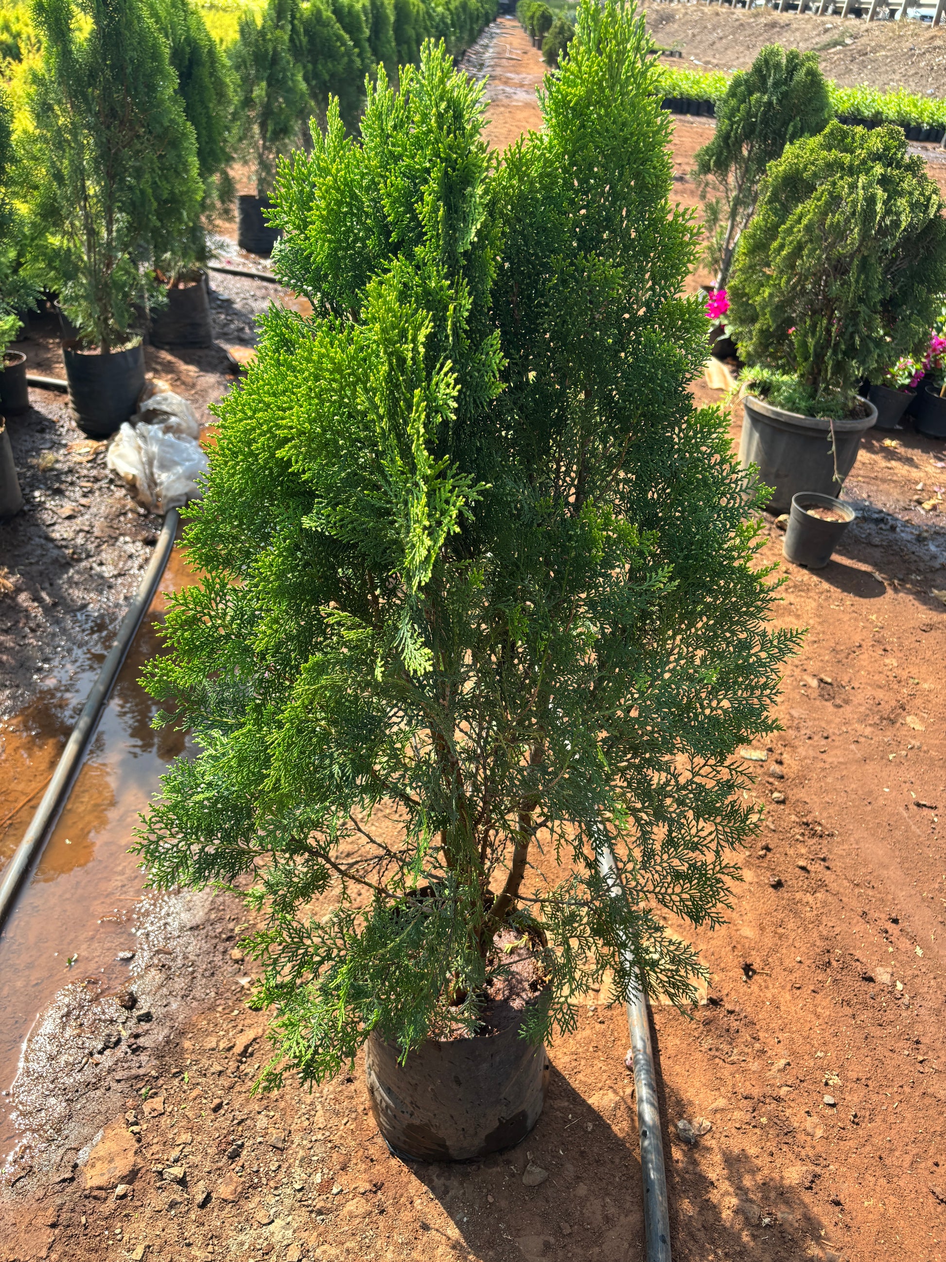 Golden Thuja (Golden Morpankhi) Plant