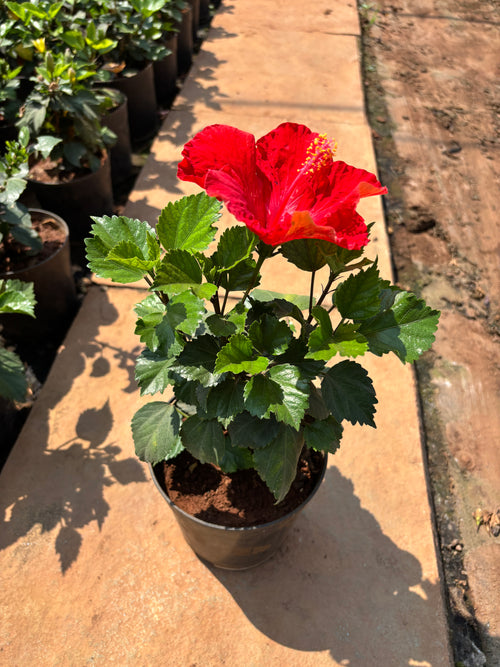 Hibiscus Plant