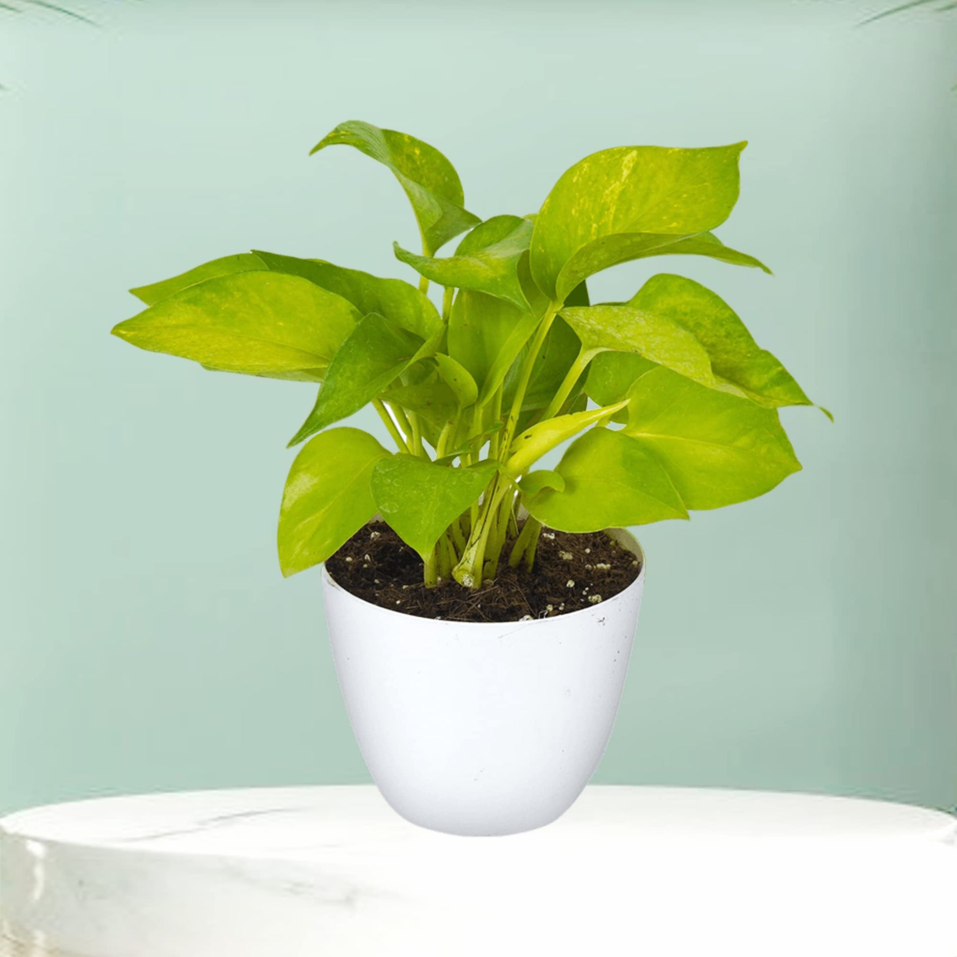 Golden Money Plant