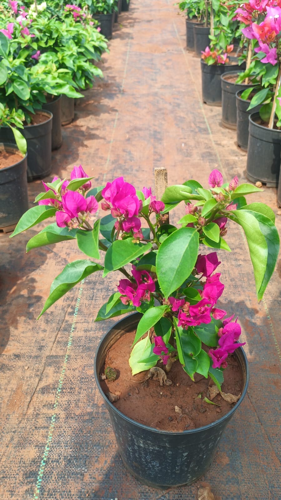 Bougainvillea Plant