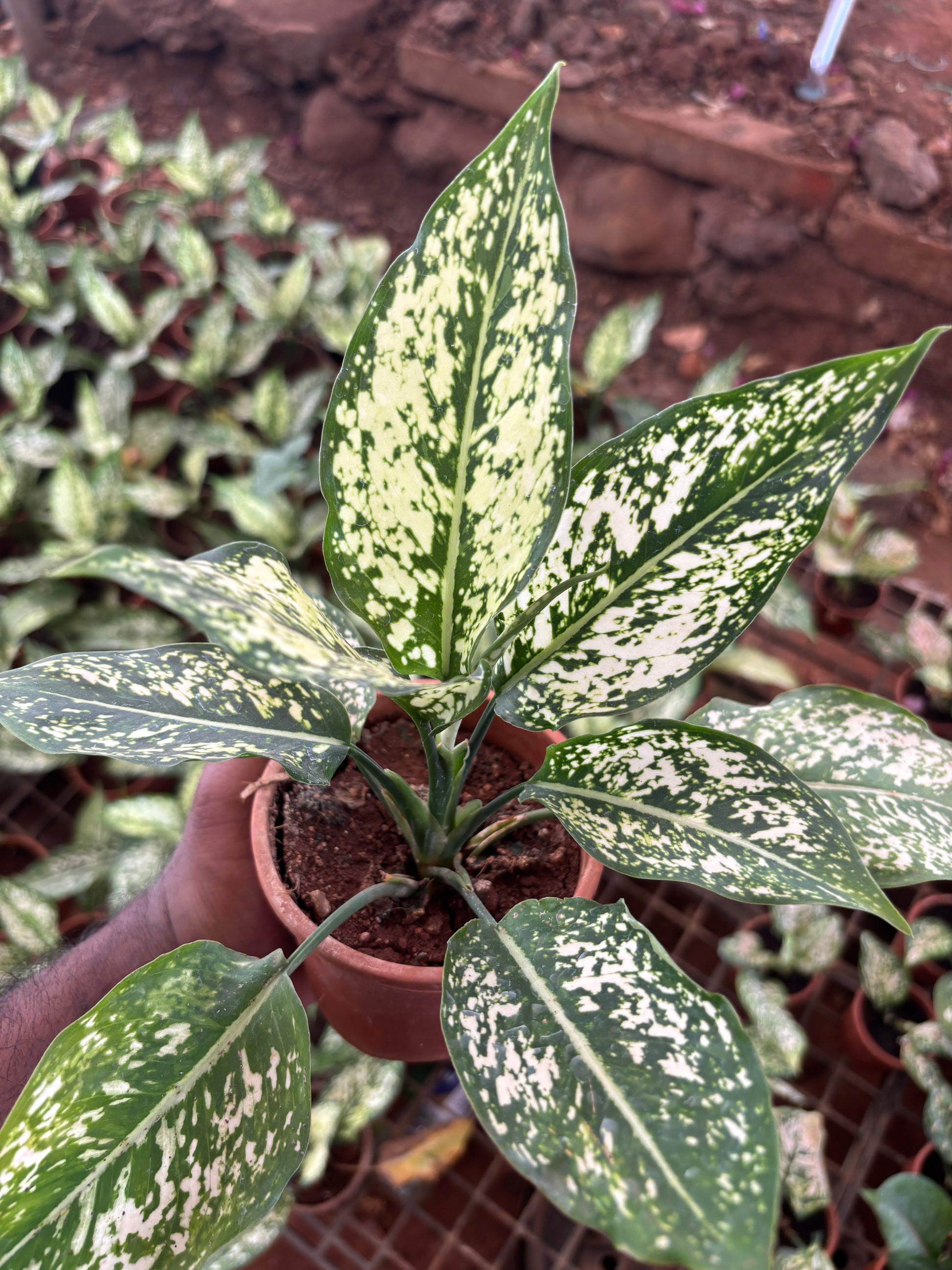 Aglaonema Snow White Plant