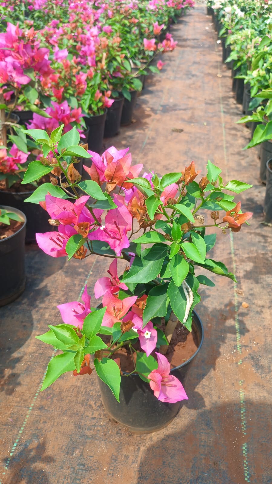 Bougainvillea Plant
