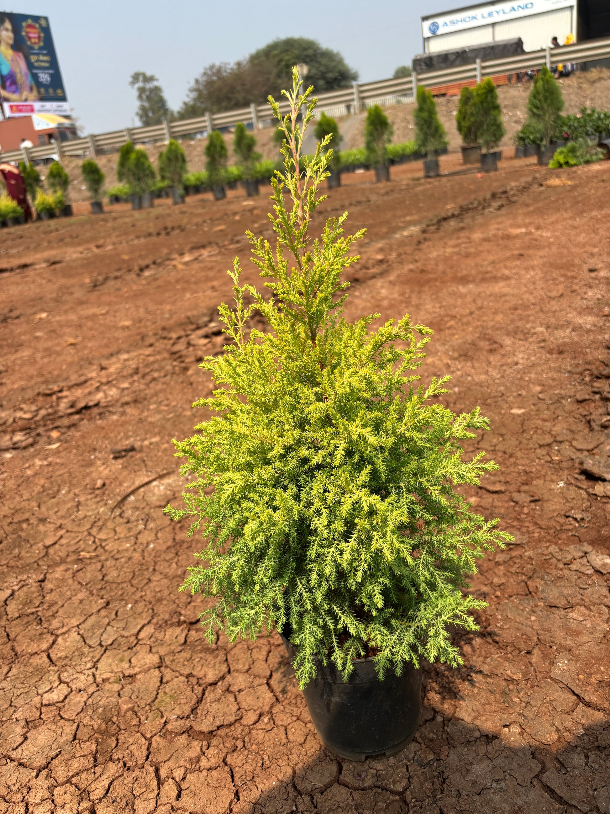 Golden Cypruss Plant