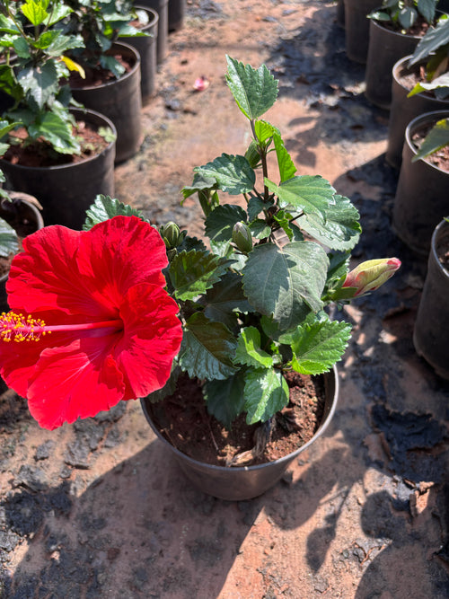Hibiscus Plant