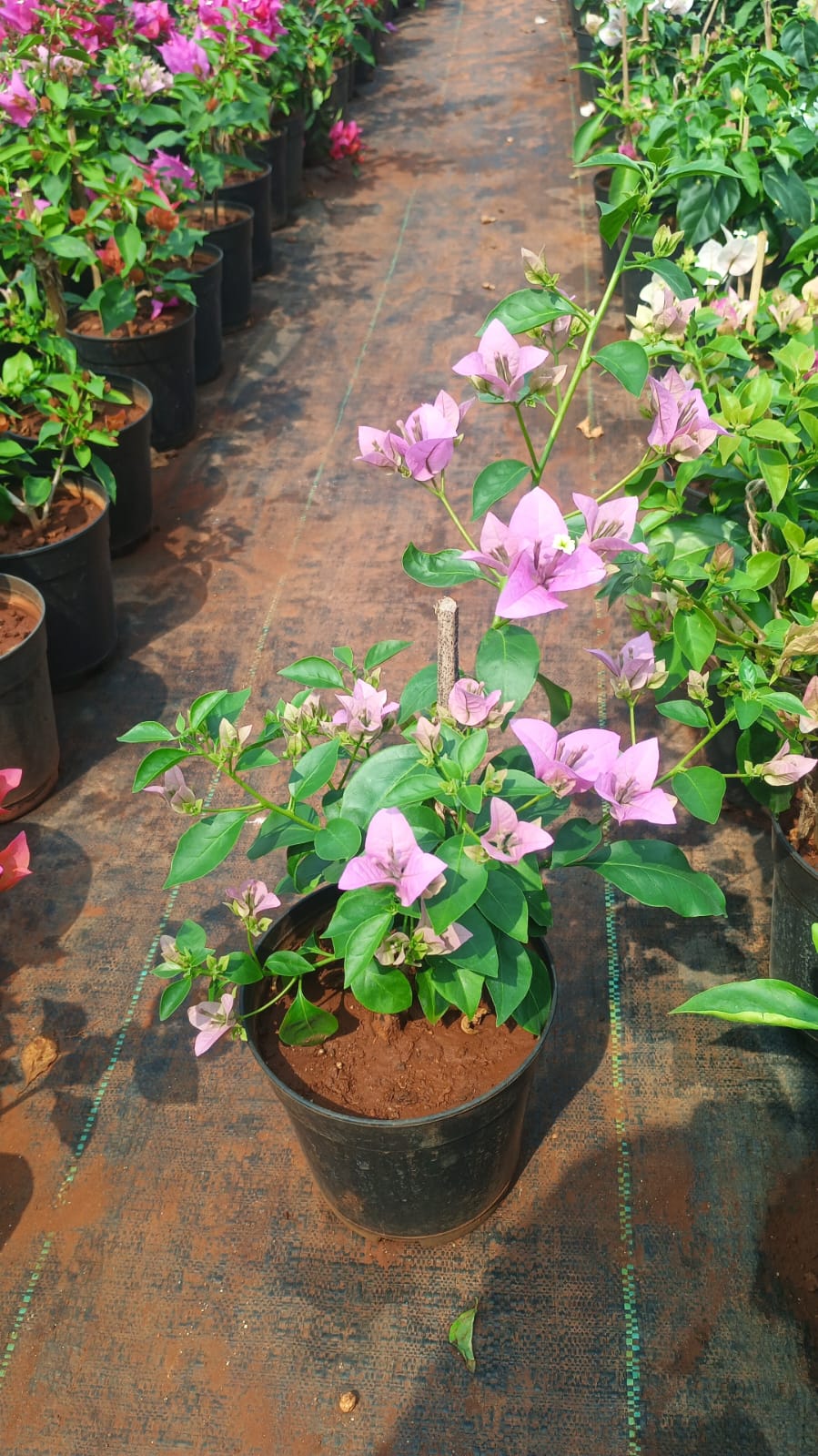 Bougainvillea Plant