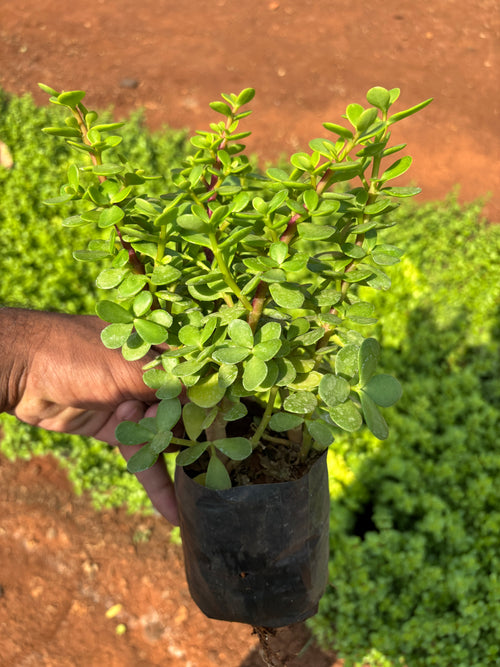 Jade Plant