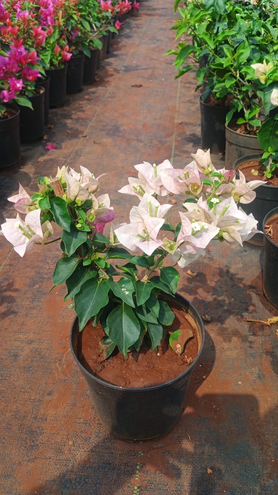 Bougainvillea Plant